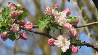 Erste Apfelblüten in Friesenheim-Schuttern, dokumentiert von Gaby Kruß.  (Foto: SWR)
