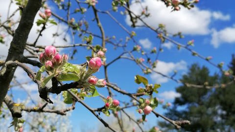 26. April: Öffnet demnächst seine Blüten - ein Apfelbaum bei Raddusch im Spreewald. In der Standortbeschreibung heißt es: Steht neben einer alten Bockwindmühle. Klingt gut! (Foto: SWR)