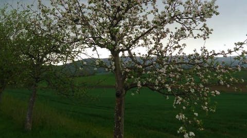 4. Mai: Salzhemmendorf. Da steht der vollblühende Baum. Und über ihn weg zieht der Sturm. (Foto: SWR)