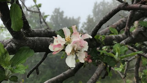 8. Juni: Es vergingen sage und schreibe 69 Tage zwischen der Entdeckung der allerersten Apfelblüte in Denzlingen bei Freiburg und der Sichtung der ersten Blüte ca. 800 Meter höher auf dem Schliffkopf. In den Vorjahren brauchte die Apfelblüte meist nur ca. 30 bis 40 Tage um die Gipfel am Rand des Rheintals hochzuklettern. Der Nebel im Hintergrund und der Wassertropfen an der Blüte deuten das feuchtkalte Klima an, in dem sich der kleine Baum behaupten muss. (Foto: SWR)