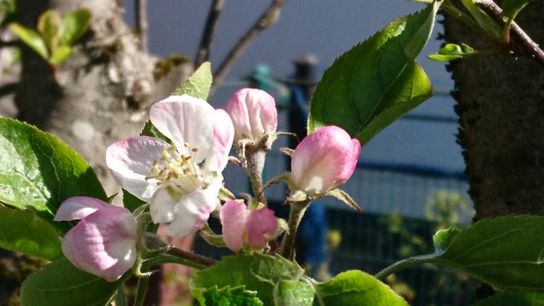 Apfelblüte in Großaufnahme (Foto: SWR)