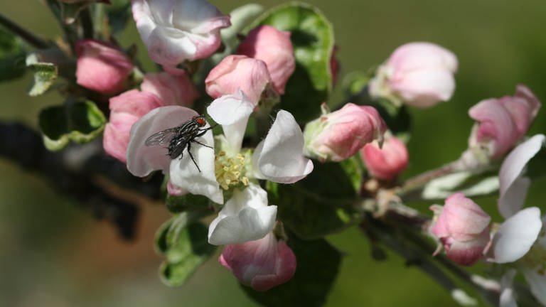 Apfelblüte, besucht von einer Fliege. (Foto: SWR)