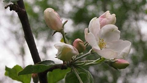Apfelblüte in Vaasa (Foto: SWR, SWR -)