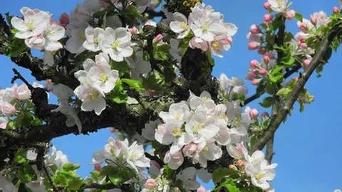 Apfelblüte in Aichhalden (Foto: SWR, SWR -)