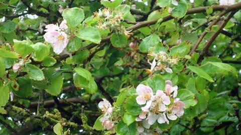 Apfelblüte in Helgoland (Foto: SWR, SWR -)