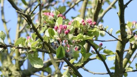 Apfelblüte in Rheine an der Ems (Foto: SWR, SWR -)