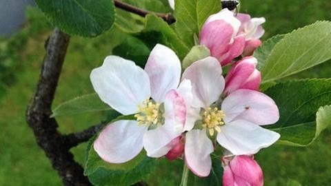 Apfelblüte in Wermelskirchen (Foto: SWR, SWR -)