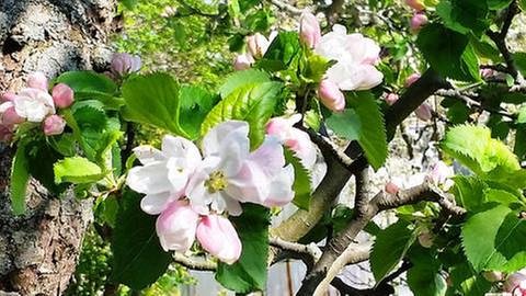 Geöffnete Apfelblüten in Calbe an der Saale (Foto: SWR, SWR -)