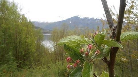 Bevorstehende Apfelblüte in Eidsvag (Foto: SWR, SWR -)