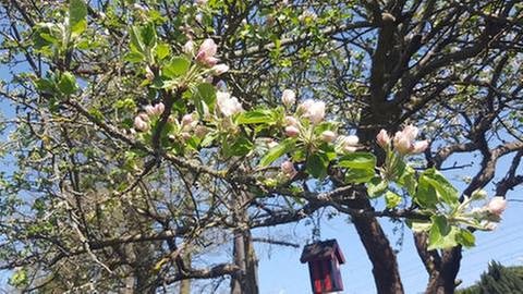 Apfelblüte in Nürnberg (Foto: SWR, SWR -)