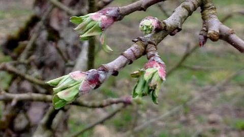 Apfelblüte Burgundfahrt Reinette grise de Canada Mamirolle (Foto: SWR, SWR -)