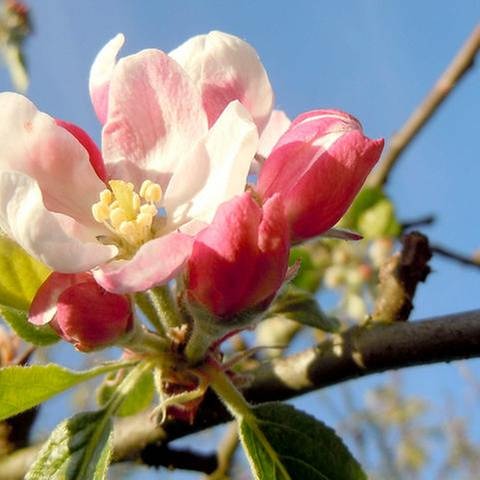 Offene Apfelblüte (Foto: SWR, SWR -)