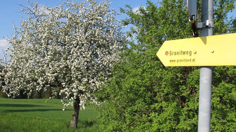 Apfelblüte am 5. Mai in KleinzellÖsterreich (Foto: SWR, SWR -)