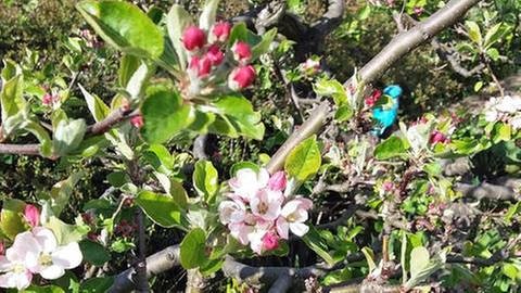 Apfelblüten Blühbeginn in Leizpzig (Foto: SWR, SWR -)