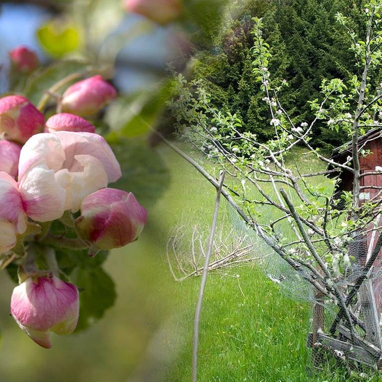 Apfelblüte,  Apfelbaum neben einer Hütte (Foto: SWR, SWR - Montage: SWR)
