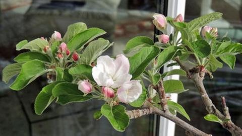 Apfelblüte in Villingen-Schwenningen (Foto: SWR, SWR -)