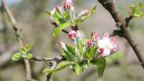 Apfelblüte (Foto: SWR, SWR -)