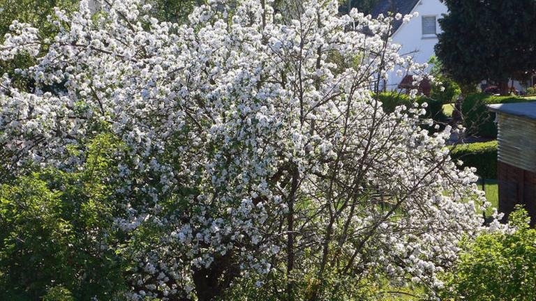 Apfelblüte am 8. Mai in Ehringshausen (Foto: SWR, SWR -)
