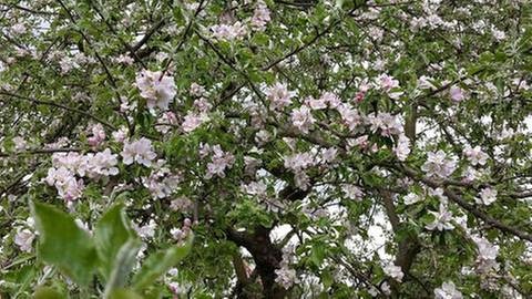 Apfelblüte in Duderstadt (Foto: SWR, SWR -)