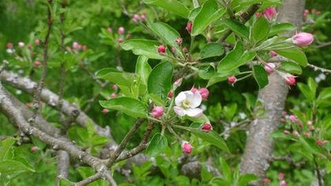 Apfelblüte in Treseburg (Foto: SWR, SWR -)