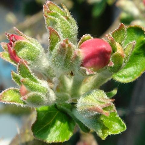 Blütenknospe am Apfelbaum (Foto: SWR, SWR - Foto: Heinz Rosenhauer)