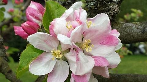 Apfelblüte in Heupelzen (Foto: SWR, SWR -)