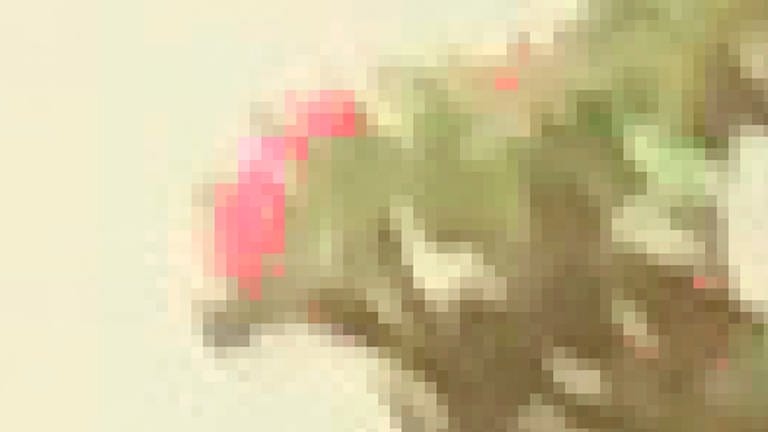 15. April: Quadratische Apfelblüte. Die Meldung aus Nassau im Lahntal zeigte einen kleinen Apfelbaum in größerer Entfernung. Wir mussten das Bild in seine Einzelpixel zerlegen und einzelne Farben verstärken, um das typische Rosa der Blüten nachweisen zu können.