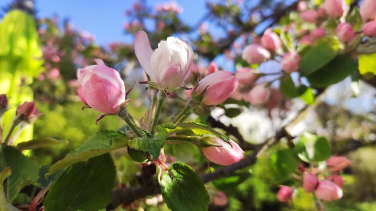 24. April: Zu diesem Zeitpunkt die nördlichste Stadt Deutschlands, in der geöffnete Apfelblüten zu finden sind (und was für hübsche!): Bremen! (Foto: SWR)