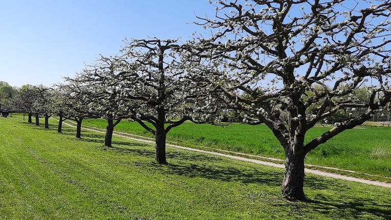 29. April: VierWochen nach der allerersten Apfelblüte Deutschlands im Raum Freiburg sind die Apfelbäume am Oberrhein immer noch eifrig am blühen. Hier die Vollblüte in Au am Rhein bei Karlrsuhe. (Foto: SWR)