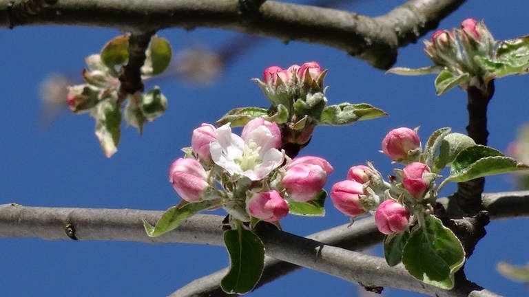 23. April: Tolles Bild aus Ismaning, Apfelblüte aus 487 Meter Höhe über Normalnull. (Foto: SWR)
