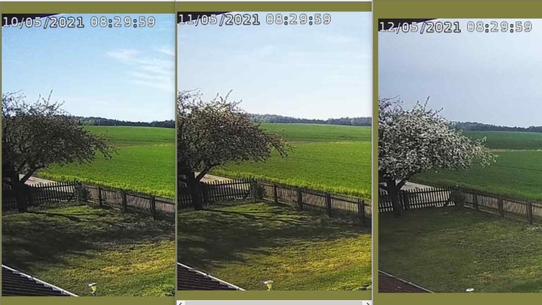 12. Mai: Tolle Fotoserie aus Gartz an der Oder. Warme Witterung bringt den Apfelbaum innerhalb von zwei Tagen zur Vollblüte.