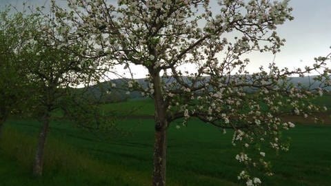 4. Mai: Salzhemmendorf. Da steht der vollblühende Baum. Und über ihn weg zieht der Sturm.