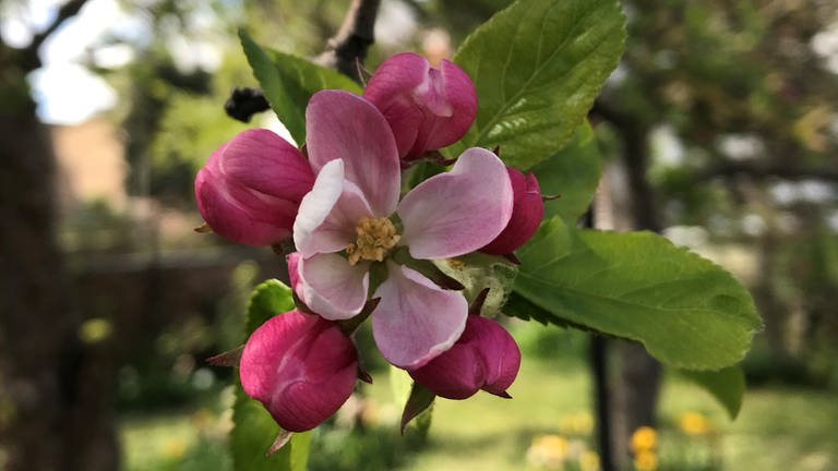 6. Mai: Die Apfelblüte erreicht die Ostseeküste bei Wismar. Weiter östlich blüht es zwar schon an der Oder - zwischen Wismar und der Oder liegen aber noch 200 Kilometer apfelblütenfreies Land.