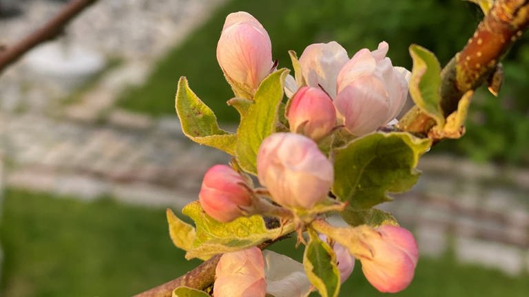 28. Mai: 59 Tage nach Blühstart in Deutschland findet man innerhalb unserer Landesgrenzen immer noch Apfelbäume, die jetzt erst die Blütenblätter ausklappen - heute beispielsweise in St. Peter Ording an der Nordsee. Höhenlage 0 Meter. (Foto: SWR)