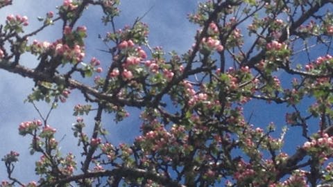 Apfelblüten auf 1080 Meter über dem Meer in Althütte am Schluchsee (Foto: SWR)