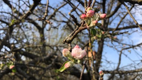 Geöffnete Blütenknospe an einem Apfelbaum (Foto: SWR)