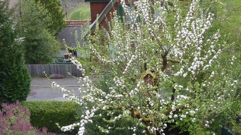 Spät blühender Apfelbaum im Nordschwarzwald am 2. Mai 2020 (Foto: SWR)