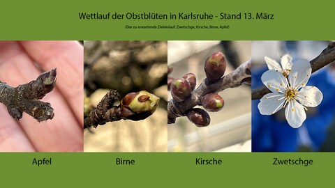 Entwicklungsstand der Blütenknospen von Apfel, Birne, Kirsche und Zwetschge am 13. März 2023 in Karlsruhe im Vergleich (Foto: SWR)