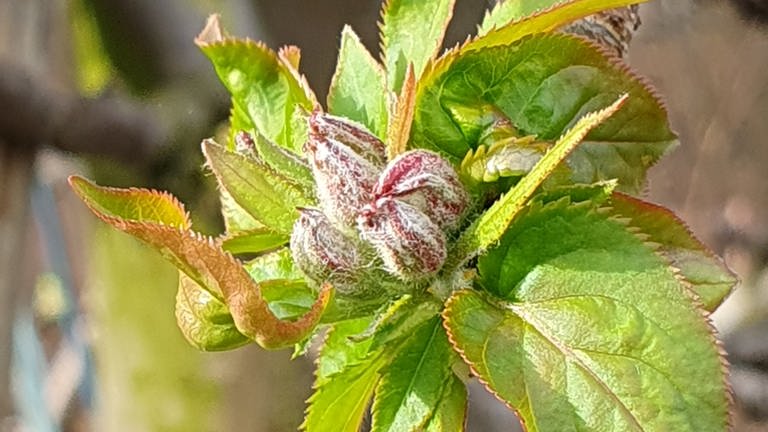 Kleine, geschlossene Apfelblütenknospen an einem Baum in Denzlingen (Foto: SWR)