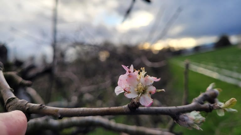 Apfel? Oder Birne? Die Farbe spricht für Apfel. Der Austrieb für Birne. Fotografiert am 26. März in Waldkirch-Buchholz. (Foto: SWR)