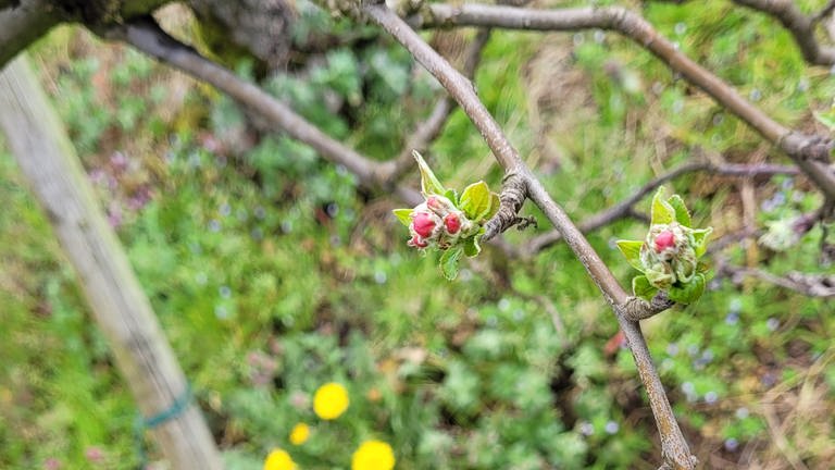 31. März. Die Entwicklung an anderen Knospen desselben Baums zeigt es: Die vorwitzige Blüte vom 26. April in Waldkirch-Buchholz gehört tatsächlich zu einem Apfelbaum. (Foto: SWR)