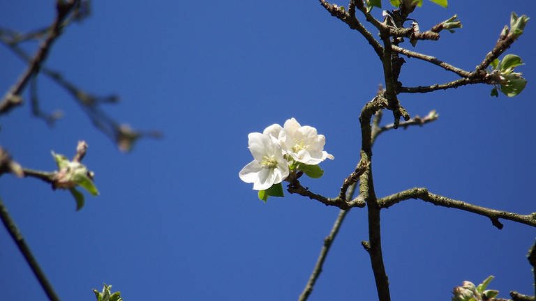 5. April: Erste Apfelblüte in NRW in diesem Jahr. An einem Parkbaum in Bonn. (Foto: SWR)