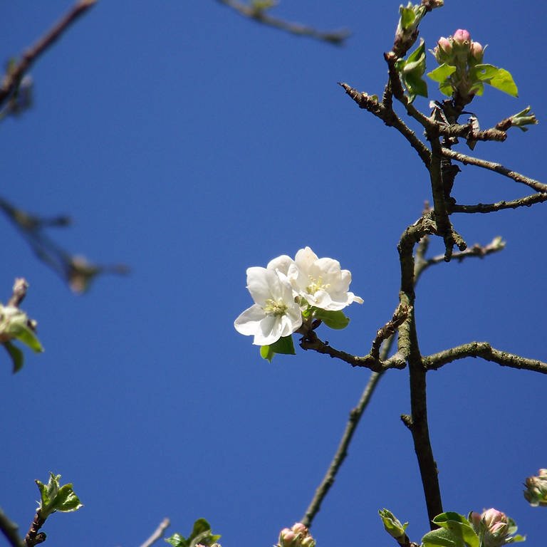5. April: Erste Apfelblüte in NRW in diesem Jahr. An einem Parkbaum in Bonn. (Foto: SWR)
