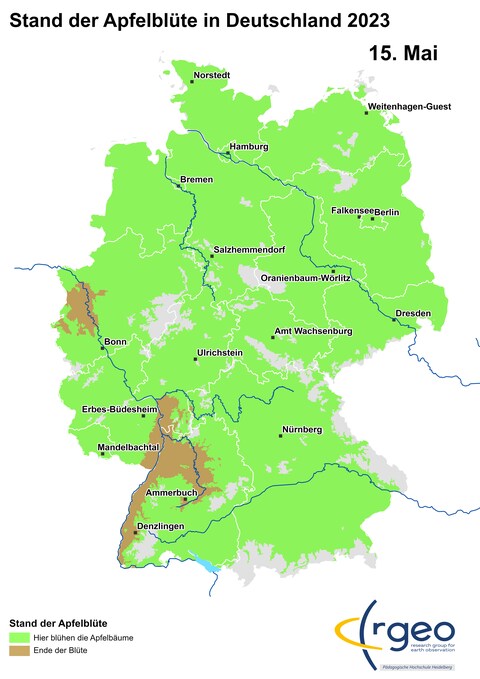 15. Mai: Was zuerst geblüht hat, verblüht zuerst. Am Rhein und seinen Nebenflüssen ist das jetzt der Fall. Im Nordosten und in den Höhenlagen dagegen finden sich noch aufblühende Apfelbäume. (Foto: SWR)