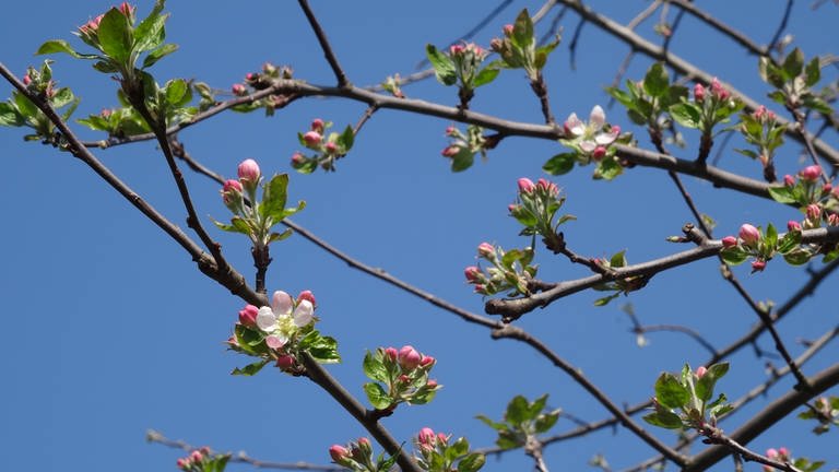 Apfelblüte am 10. April 2020 in Ismaning (Foto: SWR)