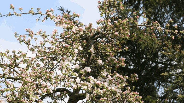 Blühender Apfelbaum in Braunschweig am 13. April 2020 (Foto: SWR)