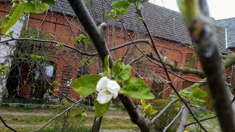 Erste Apfelblüte am 9. April 2020 in Havelberg. (Foto: SWR)