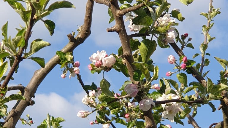 Apfelblüte in Mainz am 14. April 2020 (Foto: SWR)