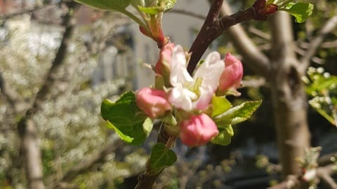 Erste Apfelblüte in Rostock am 17. April 2020. (Foto: SWR)