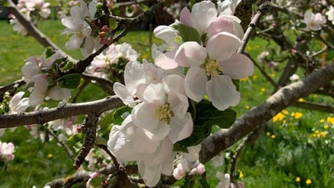 Apfelblüten in WessobrunnOberbayern auf 725 Meter Höhe am 19. April 2020. (Foto: SWR)